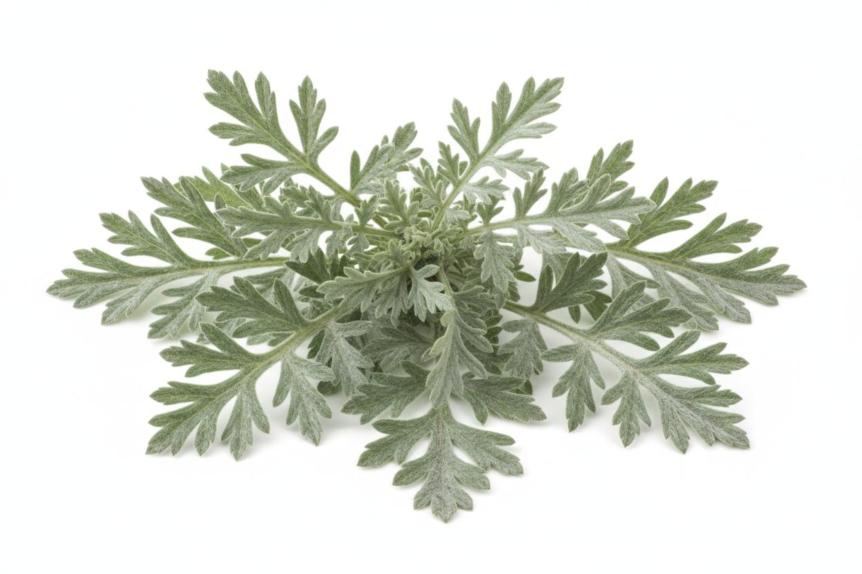 Create a high-quality, realistic image of fresh wormwood leaves with detailed texture and a natural green tone. Place the leaves neatly arranged on a plain white background with soft, even lighting. No shadows, no additional objects